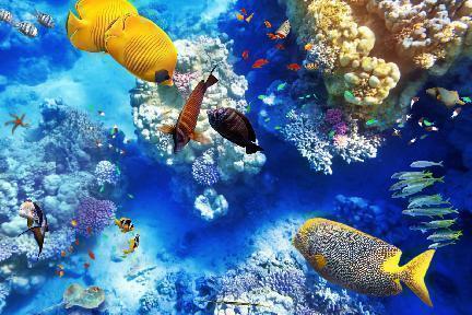 Anémonas, cadena de coral,  Australia