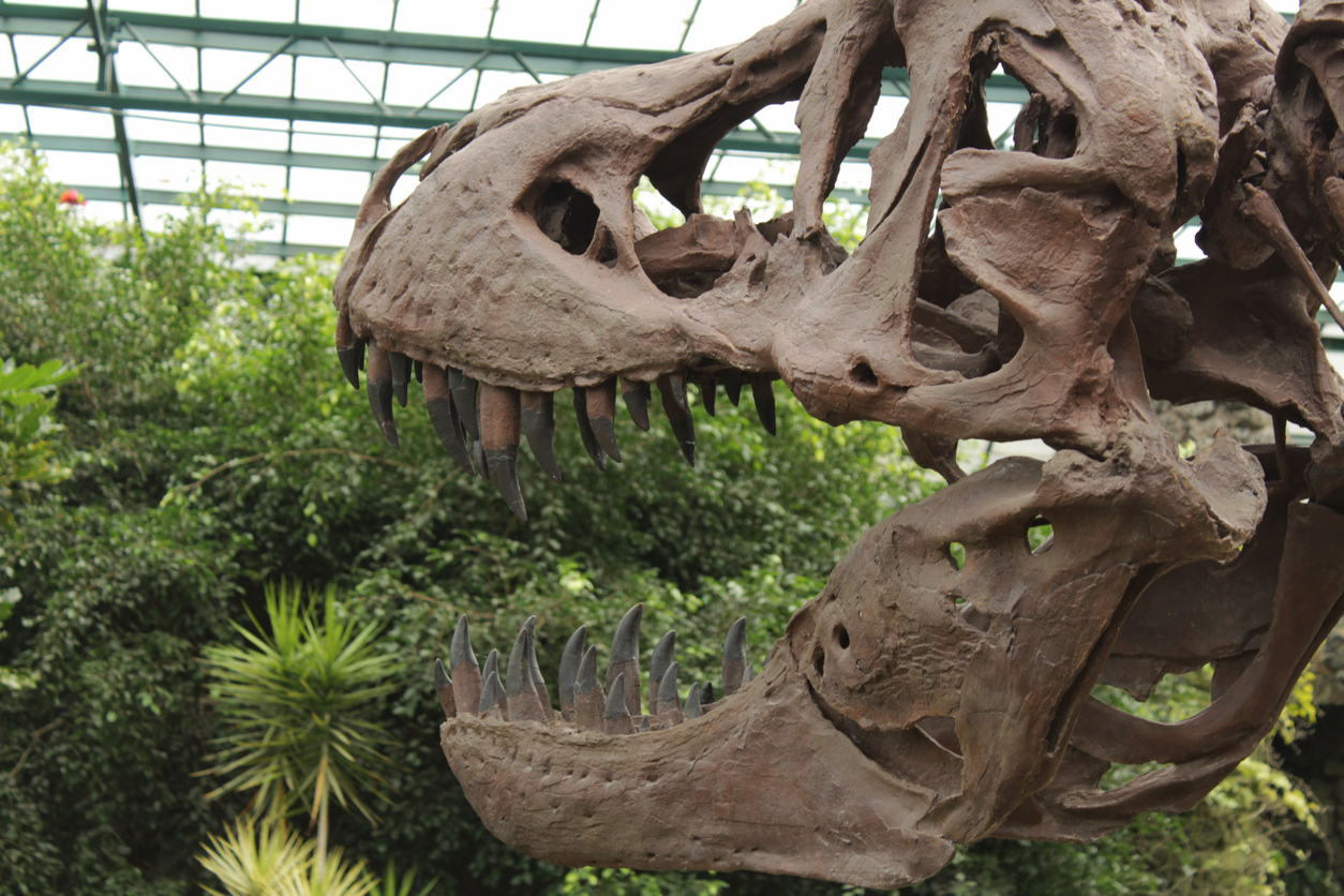 Réplica del fósil de un cráneo de un dinosaurio