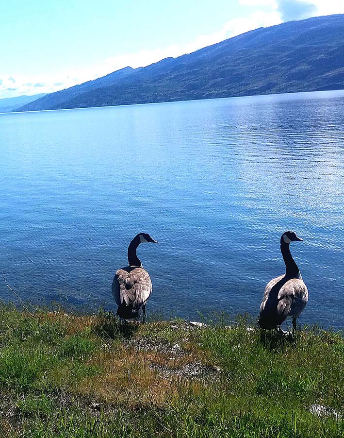 Vistas de un Lago de la Columbia Británica