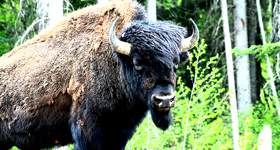 Bisonte en el Yukón